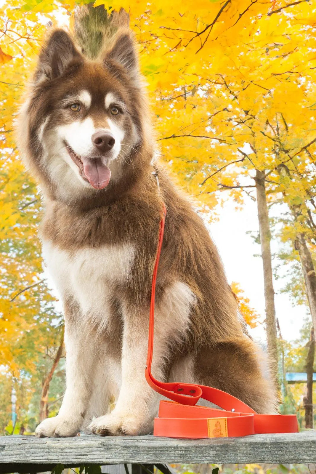 Scarlet Peaks Waterproof Leash - Autumn Red / Flame Orange