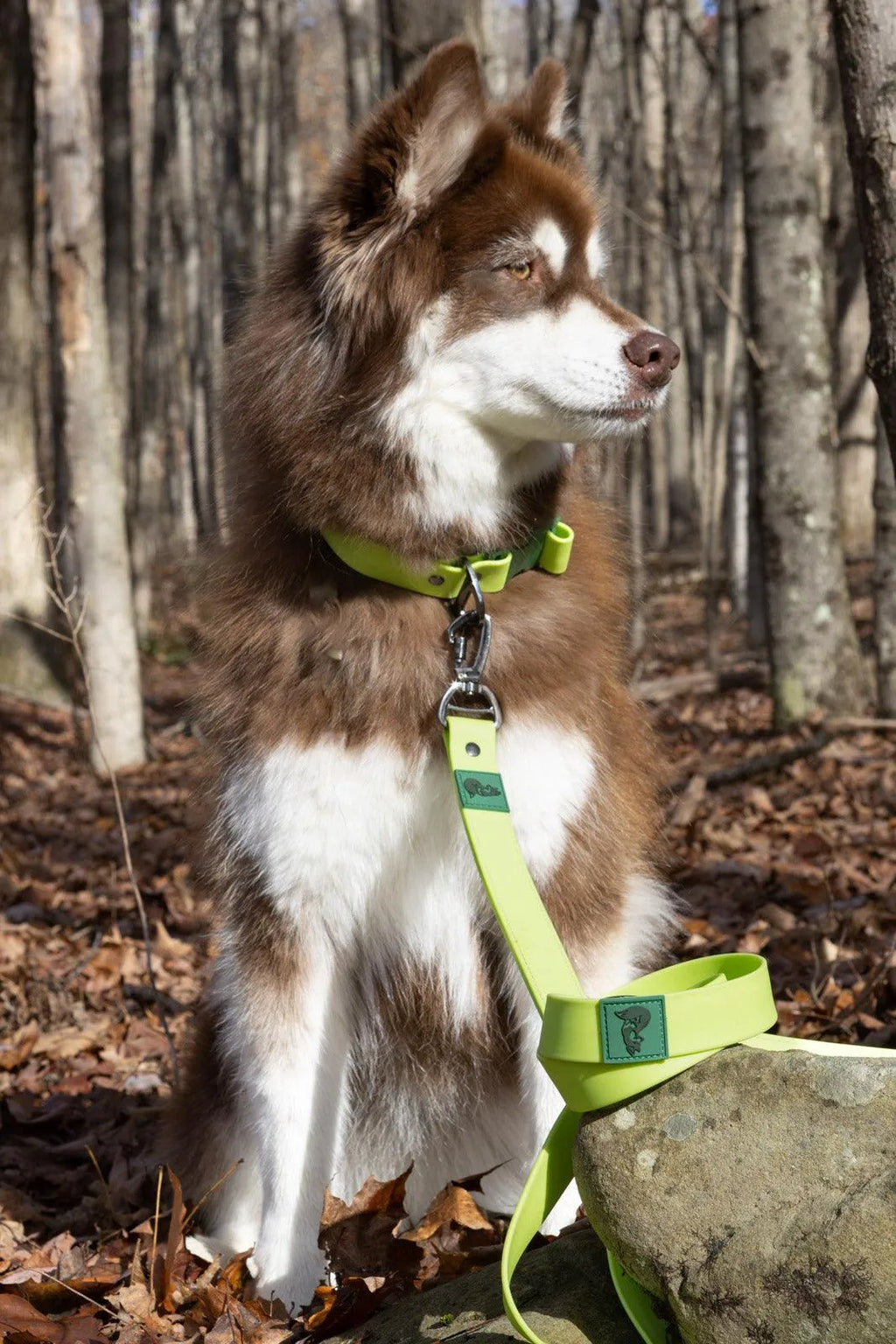 Mossy Pine Waterproof Leash - Chartreuse / Willow Green