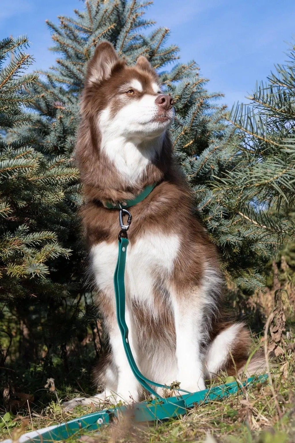 Siberian Spruce Waterproof Dog Leash - Spruce / Gray