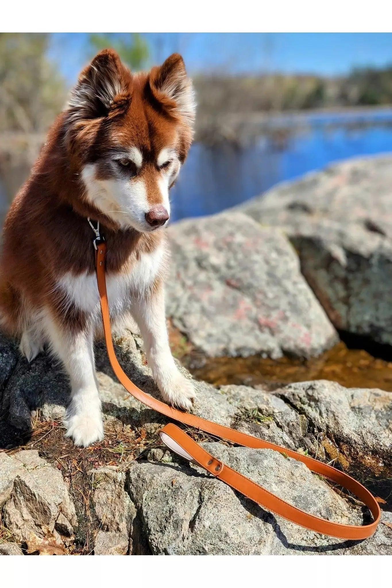 Sierra Sunrise Vegan Leather Dog Leash - Sequoia