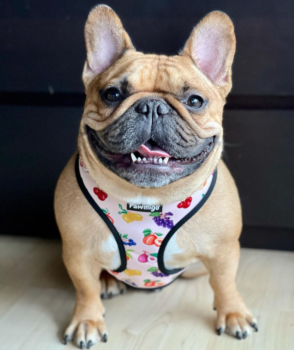 Patootya Frootie Patootie Reversible Harness – RANOVA USA